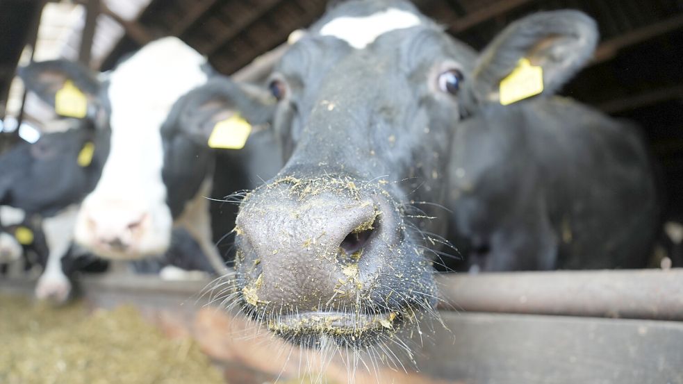 Ihre Erzeugnisse werden wertvoller: Milchkühe in einem Kuhstall. Foto: dpa/Marcus Brandt