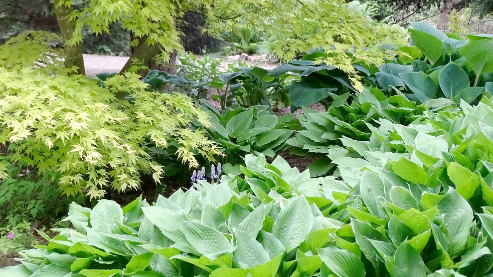 Frisches Grün aus Fernost: Die filigranen Blätter des Fächer-Ahorns bilden einen spannenden Kontrast zum glatt gerandeten Laub der Funkien (Hosta). Dass diese Blattschmuckstaude sich so gut mit dem edlen Gehölz kombinieren lässt, wundert nicht: Beide stammen aus Japan und teilen die Vorliebe für frische und humusreiche Böden. Im Hochsommer bieten die Funkien einen Bonus zum Blattwerk: Dann öffnen sie ihre je nach Sorte weißen oder hellvioletten Blüten. Foto: GMH/Bettina Banse