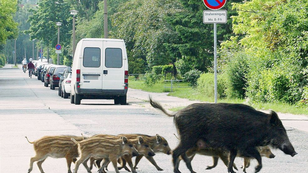 Auch in Deutschland gab es bereits eine „Wildschwein-Plage“: Hier im brandenburgischen Senftenberg. Foto: dpa / Steffen Rasche