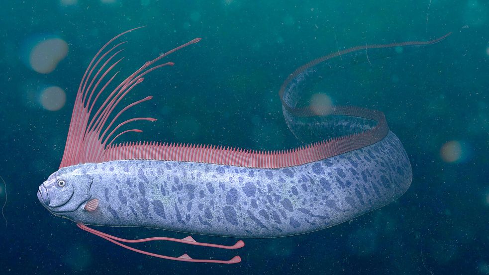 Der Riemenfisch kann bis zu acht Meter lang werden. Foto: IMAGO/Dreamstime