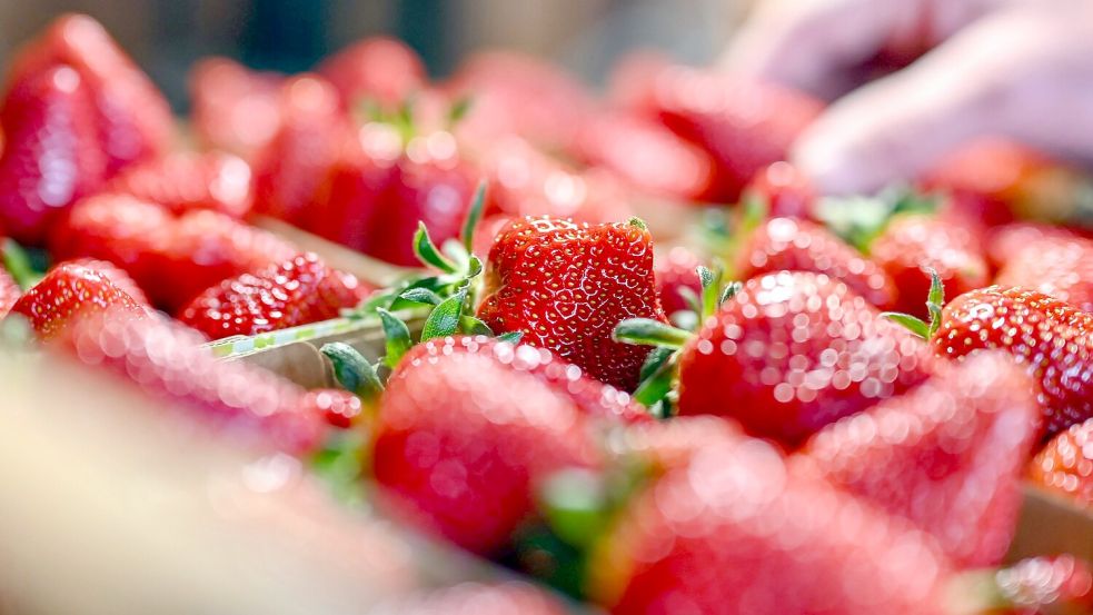 Jetzt gibt es Erdbeeren so günstig wie nie in der Saison. (Archivbild) Foto: Uli Deck/dpa