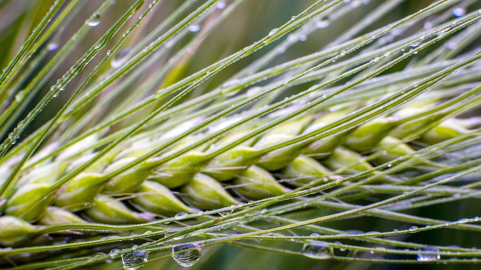 Dringend benötigt: Regen in der Landwirtschaft. Foto: Jens Büttner/dpa