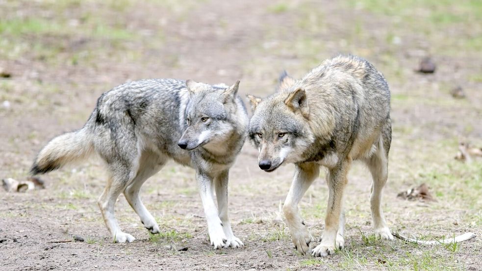 Die EU-Länder haben die Änderung des Schutzstatus des Wolfes angenommen. (Archivbild) Foto: Soeren Stache/dpa-Zentralbild/dpa