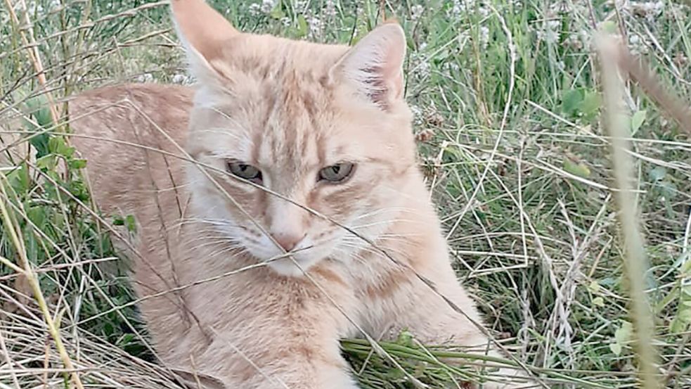 Kater Garfield aus Rhaudermoor wurde Opfer einer Gewalttat. Die Polizei sucht den oder die Täter, die das Tier ertränkten. Foto: privat