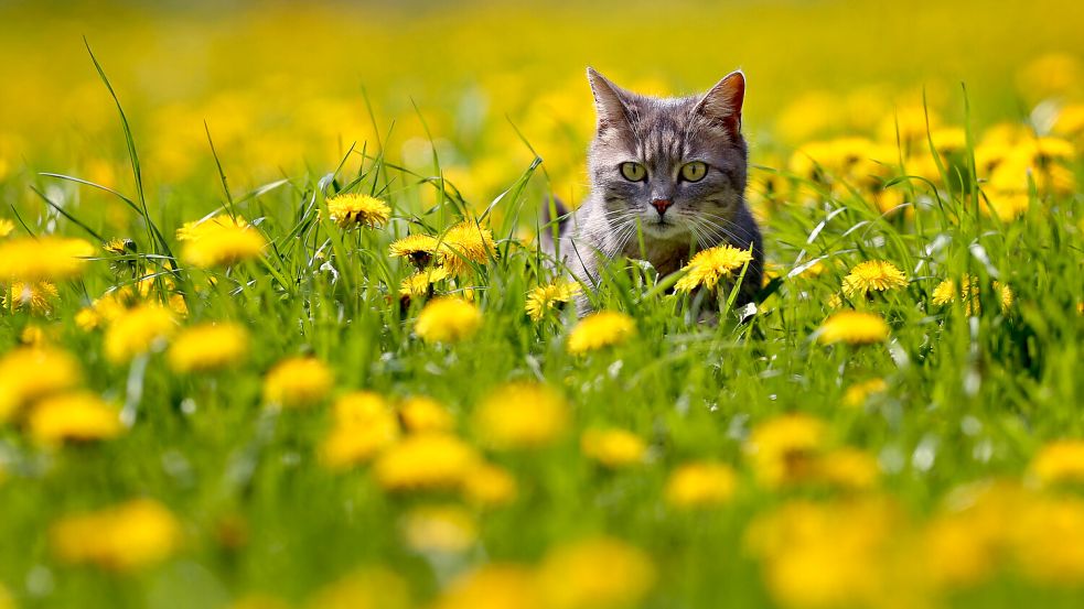 Eine Hauskatze streift durch eine Wiese. Foto: Karl-Josef Hildenbrand/dpa