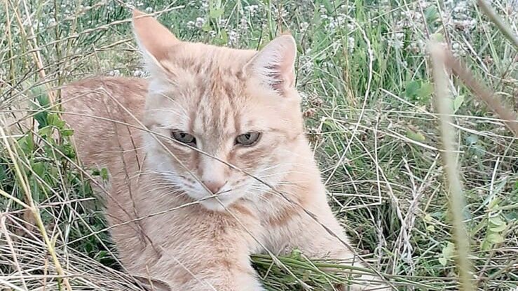Kater Garfield aus Rhaudermoor war ein freundliches, zurückhaltendes Tier, das für Familie Franck wie ein Familienmitglied war. Unbekannte hatten den Kater gefangen, gefesselt und mit einem Backstein beschwert in der Wieke ertränkt. Nun fahndet die Polizei nach dem Tierquäler. Foto: privat