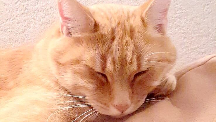 Jemand hat Garfield in Rhaudermoor gefangen, gefesselt und, mit einem Backstein beschwert, in der Wieke ertränkt. Foto: privat