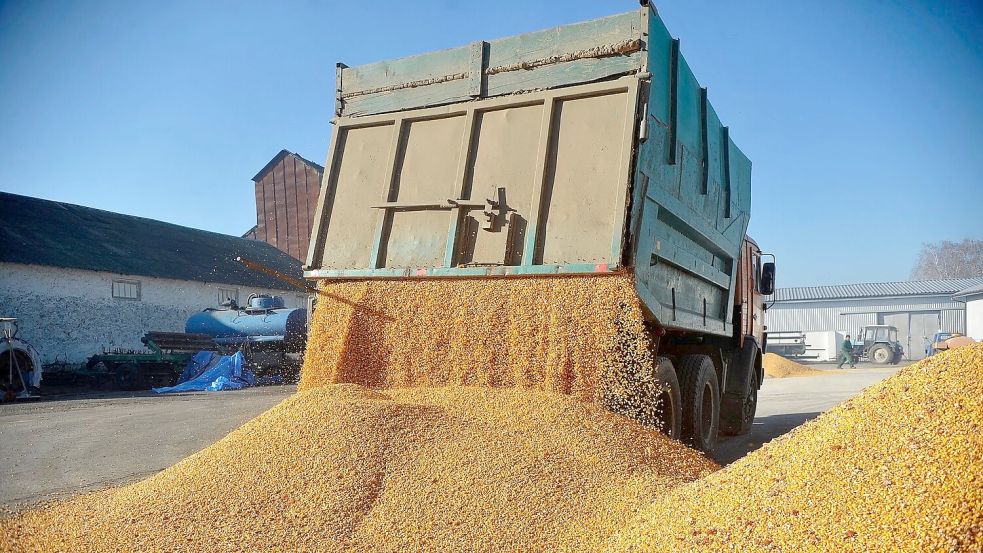 Günstige Agrarimporte aus der Ukraine sorgten für Unmut bei Bauern in der EU. (Archivbild) Foto: ---/Ukrinform/dpa