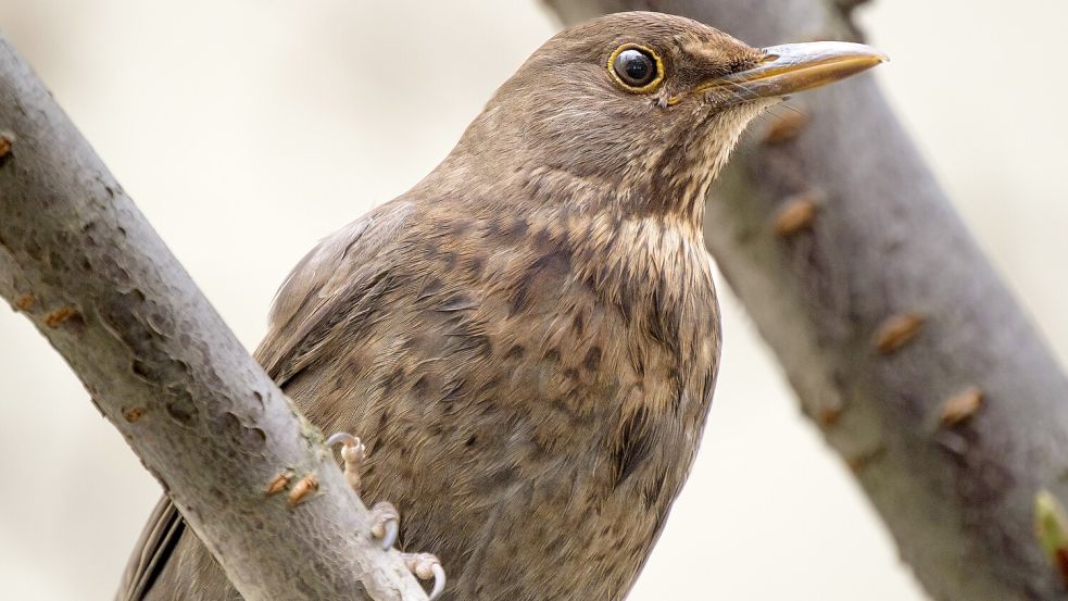 Eine Amsel (hier ein Symbolbild) brütet derzeit in einem Gartencenter in Speyer. Foto: IMAGO/Guido Schiefer