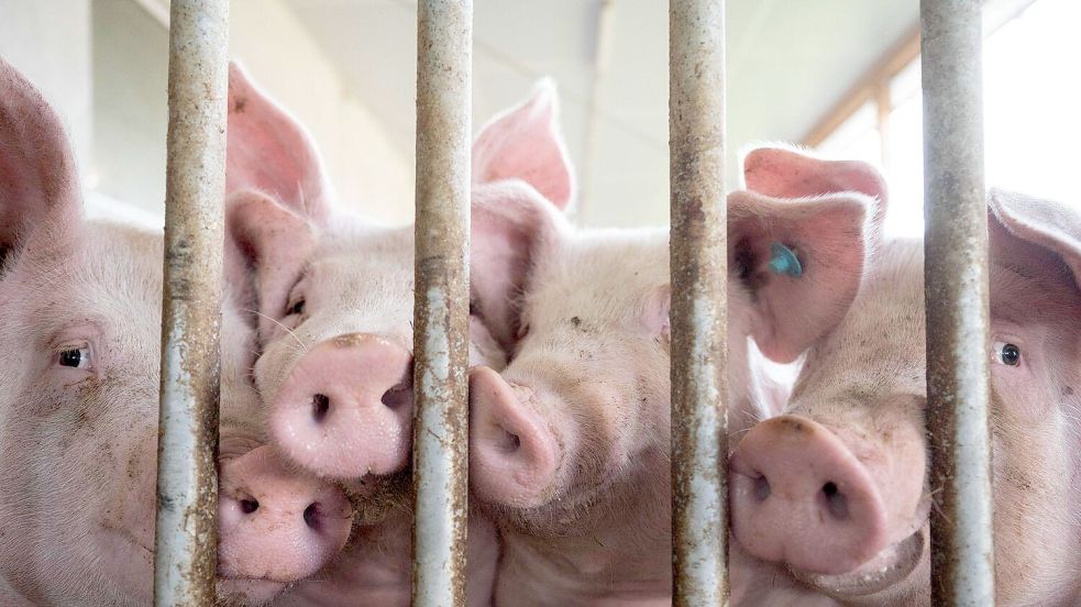 Zwar sorgt das geplante Tierhaltungslabel für ein wenig mehr Transparenz, doch eine Veränderung für die Tiere bringt es erst einmal nicht. Foto: Marijan Murat/dpa