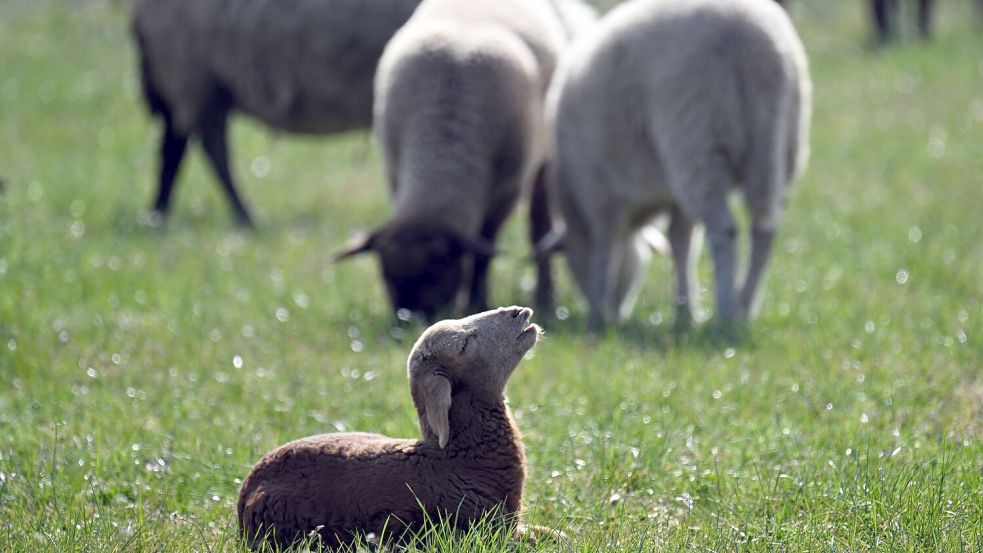 Kleinere Tiere wie Lämmer kann ein Goldschakal leicht erbeuten. (Symbolbild) Foto: Federico Gambarini/dpa