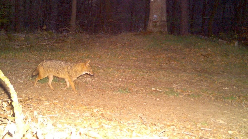 Einen ersten Nachweis gab es zuletzt auch im Bundesland Rheinland-Pfalz. Foto: --/FAWF/KLUWO /dpa
