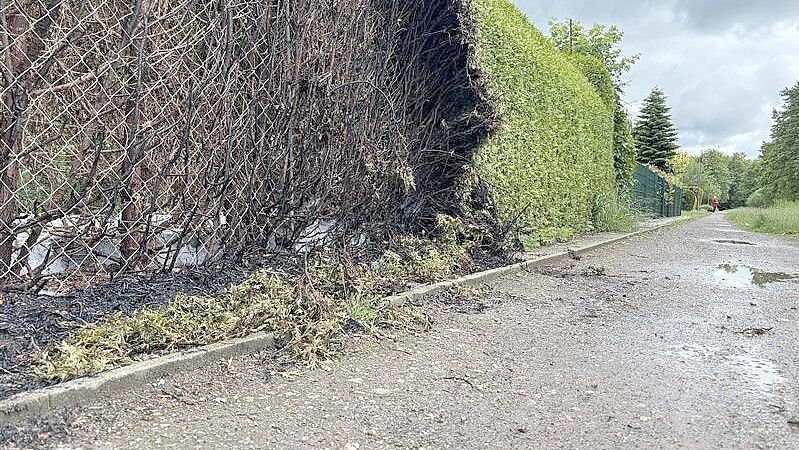 Die Schäden an der Hecke sind am Tag darauf noch deutlich zu sehen. Foto: Dirk Hellmers