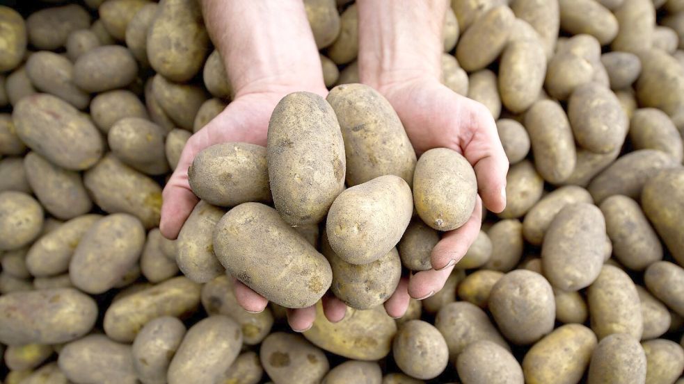 Die Pflanzenkrankheit Stolbur bedroht auch heimische Kartoffeln. Foto: picture alliance / dpa