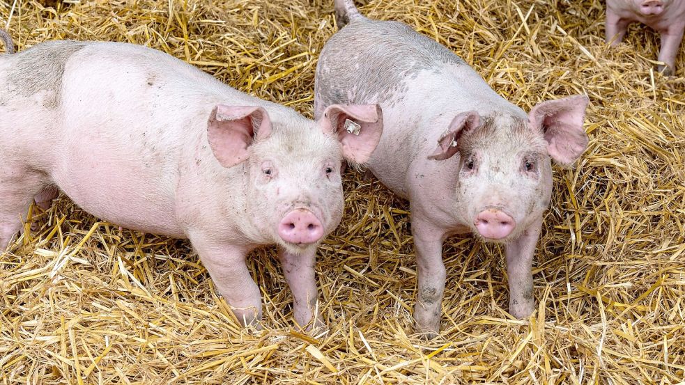 Diese beiden Racker bekommen eher weniger Förderung. Foto: Heinz-Jürgen Reiß