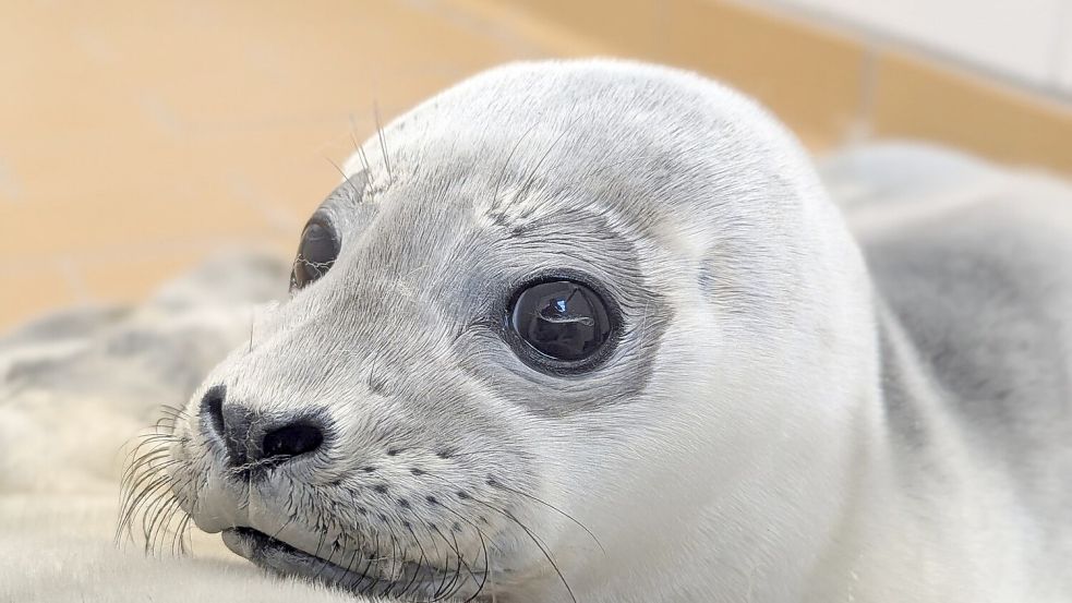 Die Seehundstation kümmert sich jedes Jahr um mehr als 150 kranke, mutterlose oder verletzte Seehunde. Foto: Seehundstation Norddeich/dpa