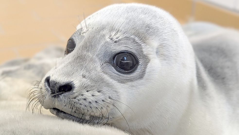 Karla ist der erste Heuler der Saison. Sie wog 8,6 Kilogramm, als sie mutterlos in Spieka-Neufeld gefunden wurde. Foto: Seehundstation Norddeich