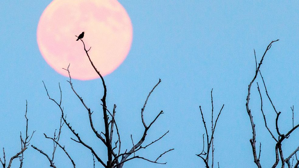 Ein seltenes Himmelsschauspiel erwartet uns: Der Erdbeermond ist der tiefste Vollmond seit fast zwei Jahrzehnten. Foto: dpa/Patrick Pleul
