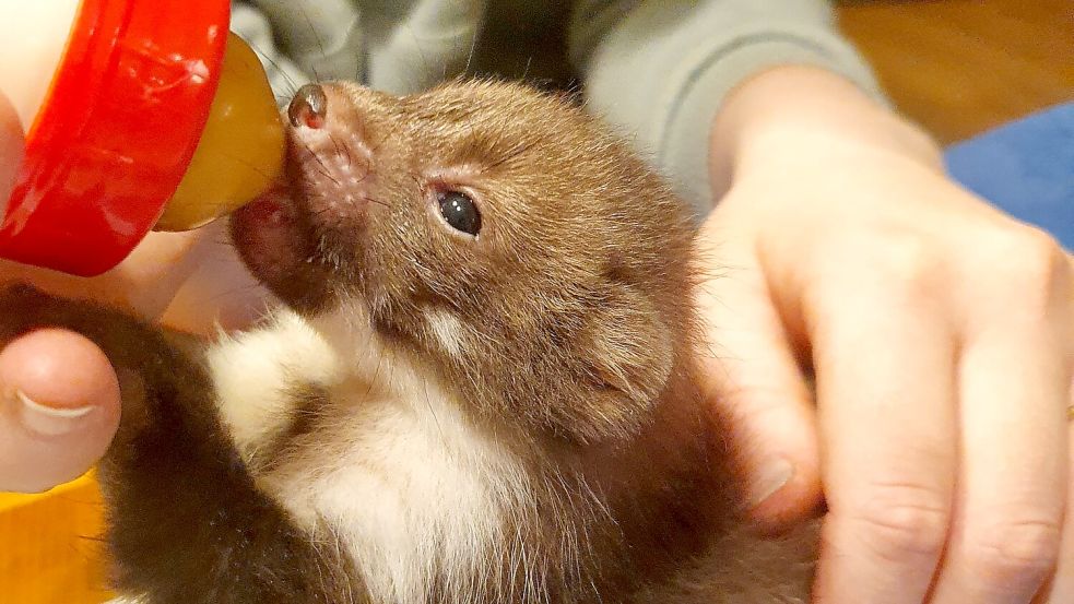 Bevor die Marderkinder feste Nahrung zu sich nehmen, werden sie mit dem Fläschchen aufgezogen. Foto: Imke Sindern