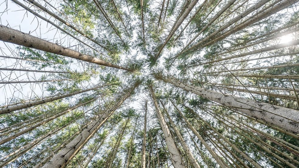Nur noch jeder fünfte Baum hat volle, intakte Kronen. (Archivbild) Foto: Silas Stein/dpa