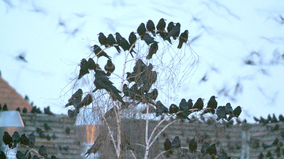 Saatkrähen nisten in großen Kolonien. Foto: Sächsische Zeitung/dpa-Zentralbild/dpa