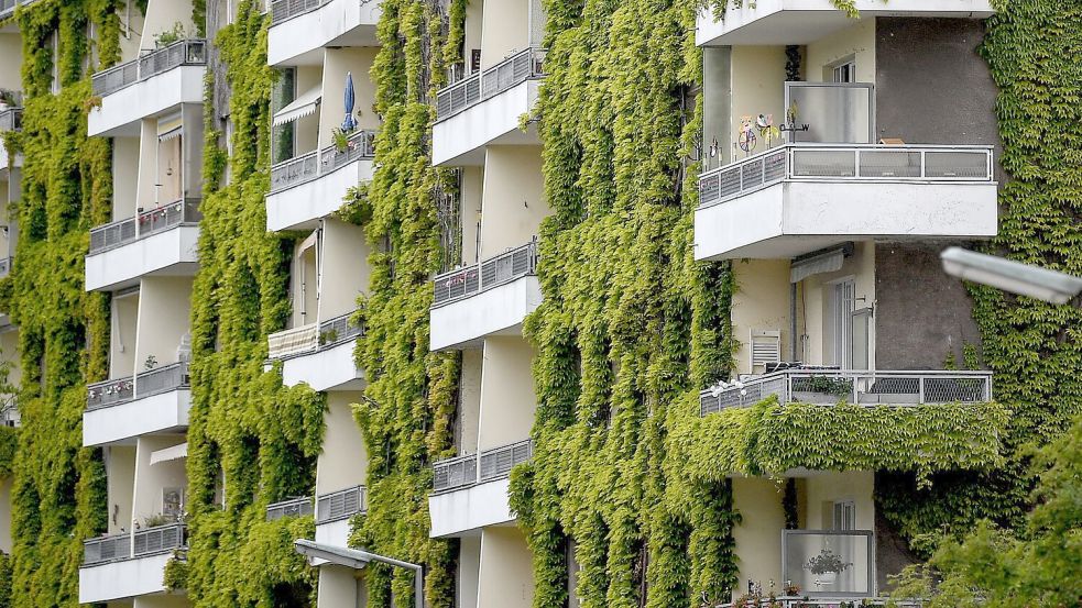 Grünpflanzen schaffen Verdunstungskühle - auch wilder Wein wie hier an einer Fassade in Berlin. Foto: Britta Pedersen/dpa-Zentralbild/ZB