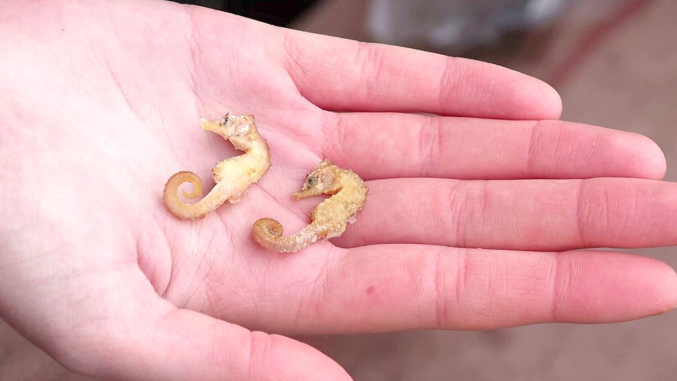 Zwei leblose Kurzschnäuzige Seepferdchen aus dem Wattenmeer. Foto: Peter Kuchenbuch-Hanken/dpa