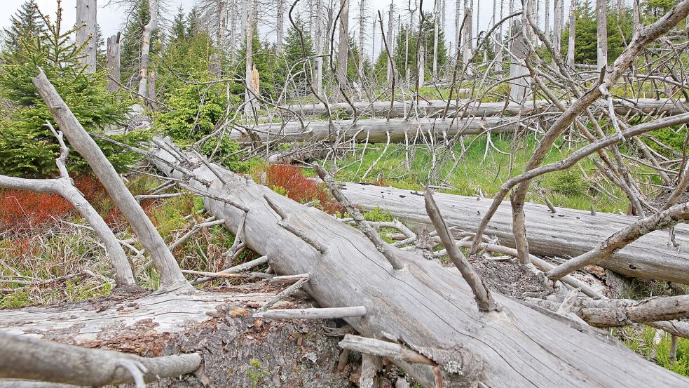 Abgestorbene Bäume: Der deutsche Wald hat ein Problem. Foto: dpa/Matthias Bein
