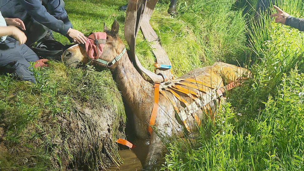 Ein Pferd ist am Freitagabend in einen Graben bei Völlenerfehn geraten. Foto: Markus Bruns/Feuerwehr Westoverledingen