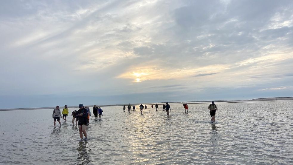 Bei geführten Wattwanderungen gibt es stets Neues und Spannendes zu erfahren. Foto: Melanie Hanz