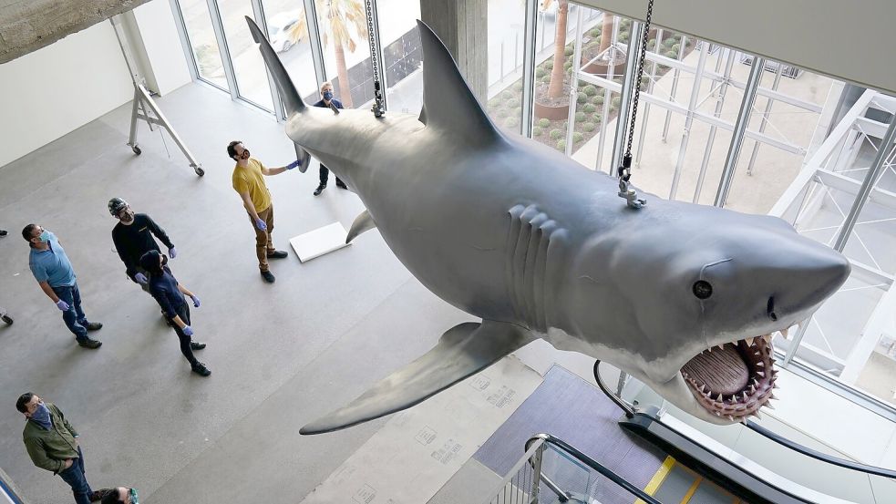 Mit dem mechanischen Hai „Bruce“, hier restauriert im Academy Museum of Motion Pictures in Los Angeles, gab es bei den Dreharbeiten zu „Der weiße Hai“ mannigfaltige Probleme. (Archivbild) Foto: Chris Pizzello/Invision/AP/dpa
