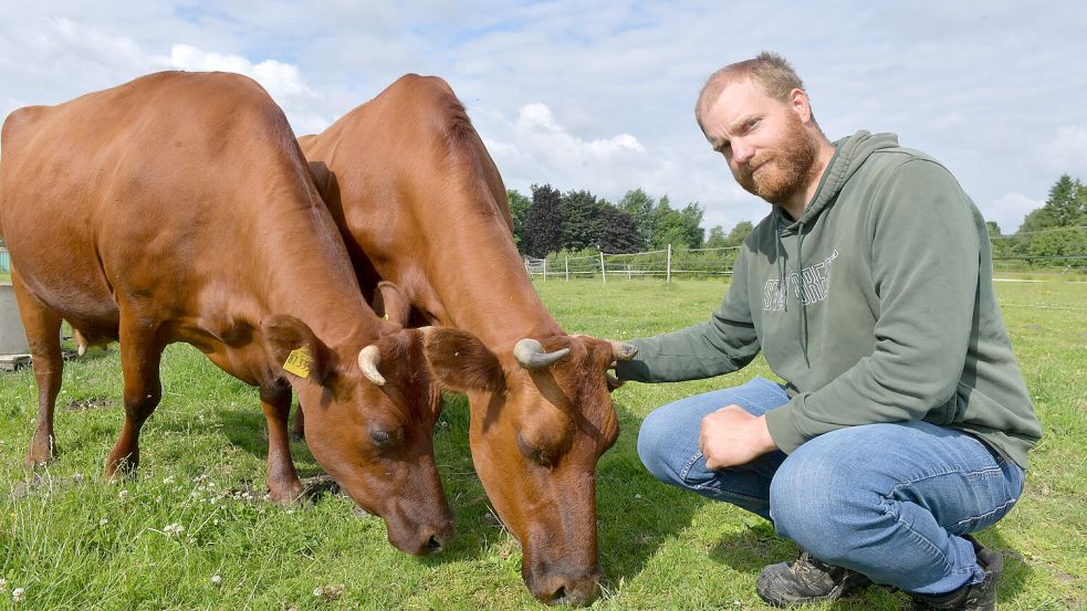 Theo Schneider betreibt seinen Hof seit 2004 in Ostgroßefehn. Seine Tiere sind vom alte Haustierrassen, wie hier die Angler Rinder. Foto: Klaus Ortgies