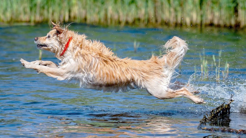 Am Sonntag nimmt dann die Wärmebelastung deutlich zu. (Archivbild) Foto: Hauke-Christian Dittrich/dpa