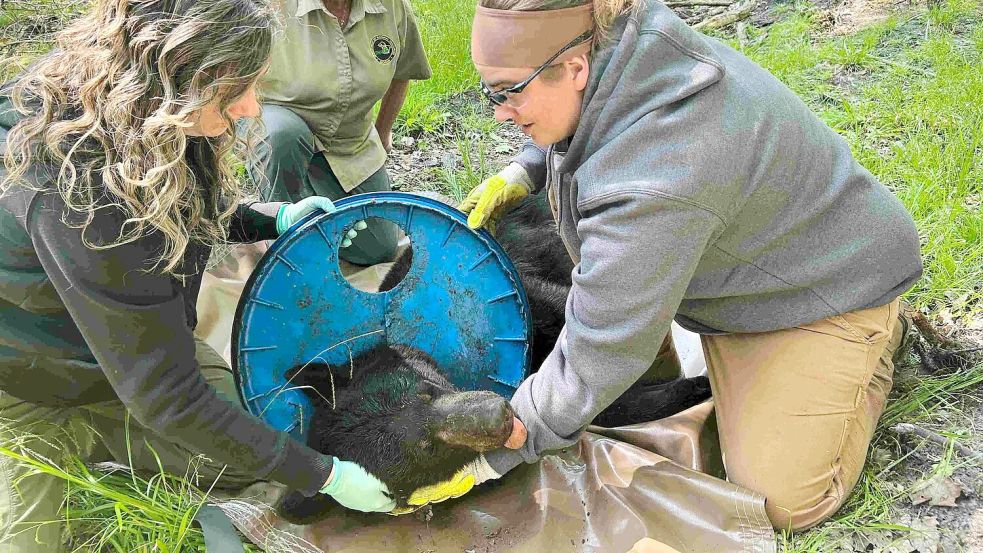 Wie genau der Deckel an den Hals des Bären geriet, sei unklar, teilte die Naturschutzbehörde mit. Foto: Uncredited/Michigan Department of Natural Resources/AP/dpa