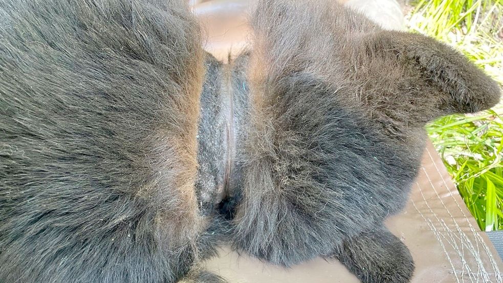 Abgesehen von Narben am Hals machte der Bär einen gesunden Eindruck. Foto: Uncredited/Michigan Department of Natural Resources/AP/dpa