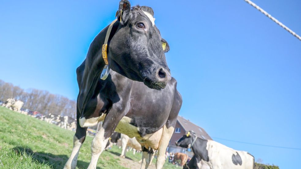 Aus einem Betrieb in Mecklenburg-Vorpommern wurde Bullensperma gestohlen. (Symbolbild) Foto: Christoph Reichwein/dpa