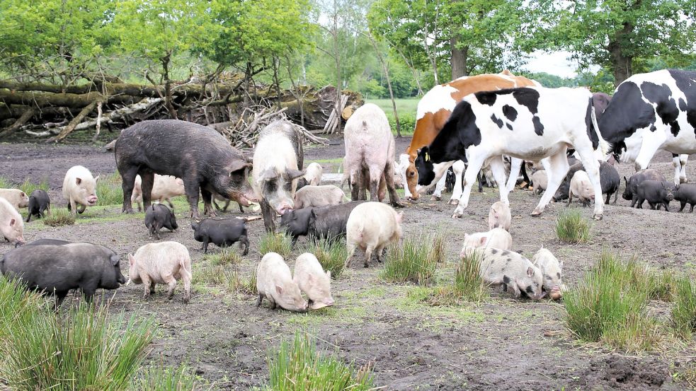 Mit Brot lassen sich alle Tiere gerne locken. So wird sichtbar, wie groß die Minischwein-Population auf dem Schutzhof „Kleine Streuner“ inzwischen ist – und das ist nur die Vorhut. Foto: Nicole Böning