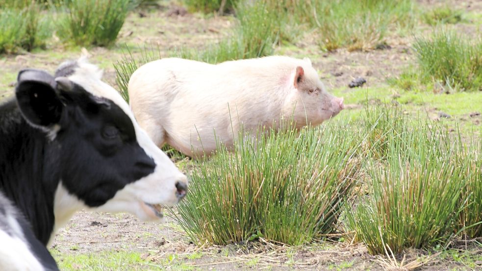 Auf der Weide kommen alle Tiere gut miteinander aus. Wichtig: Sie haben auf dem Tierschutzhof alle eigene Rückzugsorte. Foto: Nicole Böning