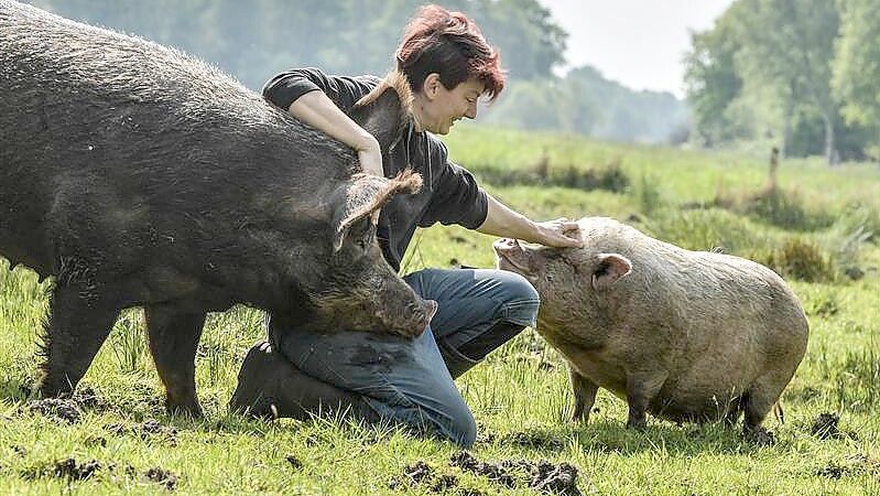Gut zu sehen ist der Größenunterschied zwischen den Minis und Hausschweinen. Foto: Klaus Ortgies