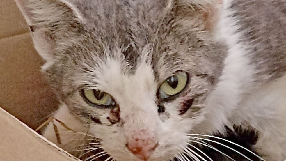 Eine Katze aus dem Tierschutz, hier beim Tierschutzverein Harlingerland. Foto: Tierschutzverein Harlingerland