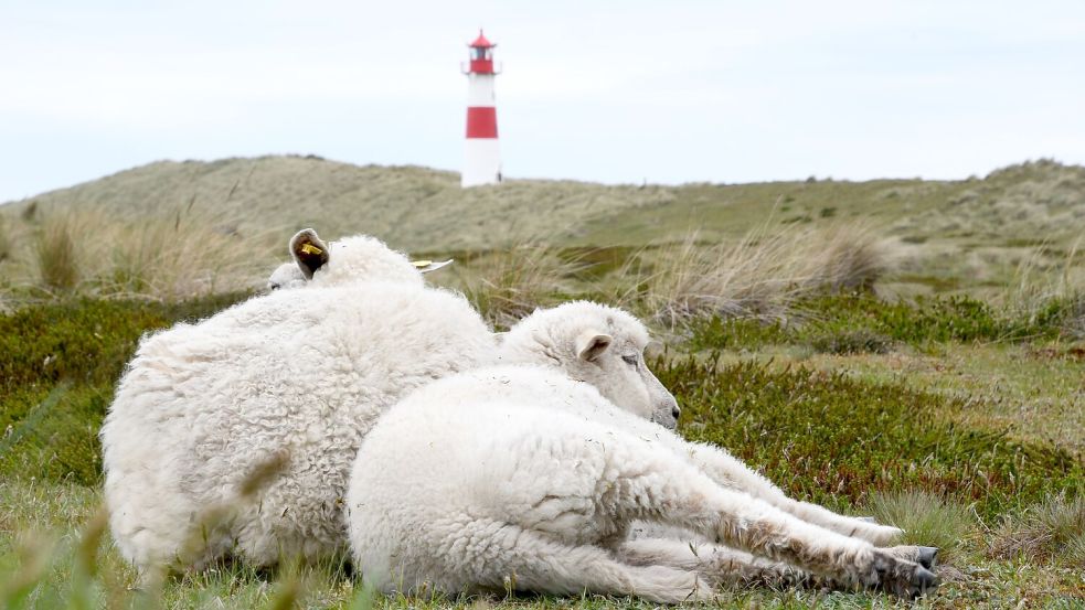 Der Goldschakal, der auf Sylt Dutzende Lämmer gerissen hat, darf wieder gejagt werden (Archivbild). Foto: Lea Sarah Albert/dpa