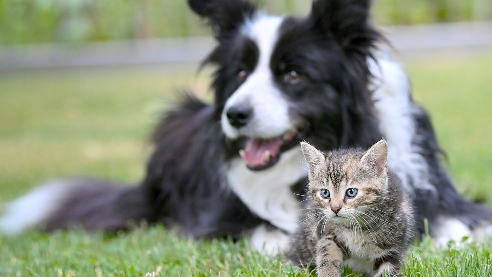 Nach den Plänen der EU-Kommission sollen Hunde und Katzen mittels Chip klar identifizierbar sein. Foto: dpa/Patrick Pleul