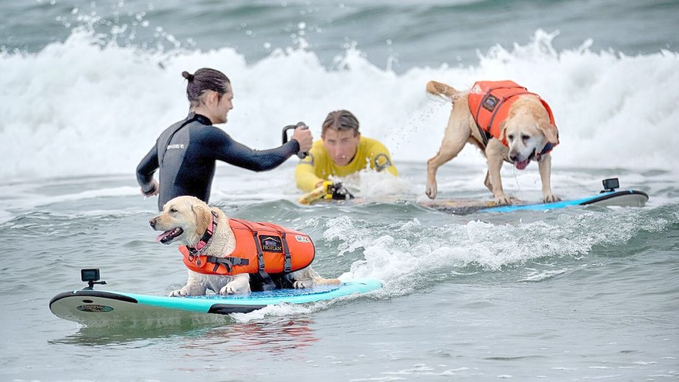 Auch Hunde können sich fürs Surfen begeistern - aber Schwimmwesten sind Pflicht. Foto: Richard Vogel/AP/dpa