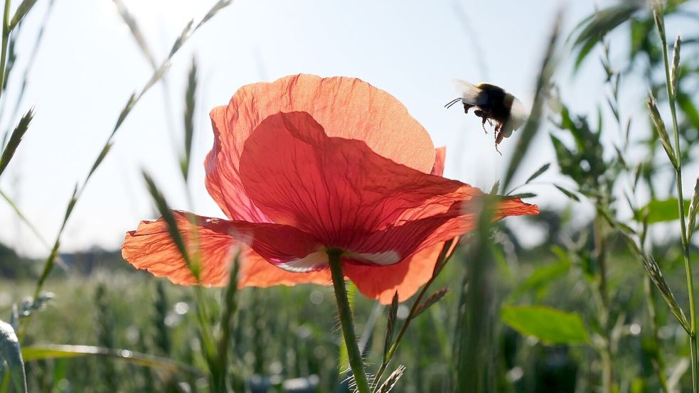 Pünktlich zum kalendarischen Sommeranfang an diesem Samstag steht Deutschland ein heißes Wochenende bevor. Foto: Sebastian Willnow/dpa