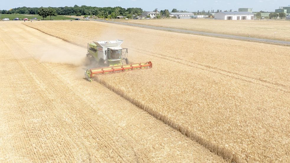 Die Landwirte hoffen nach einem trockenen Frühjahr auf eine durchschnittliche Ernte. (Archivbild) Foto: Sebastian Kahnert/dpa