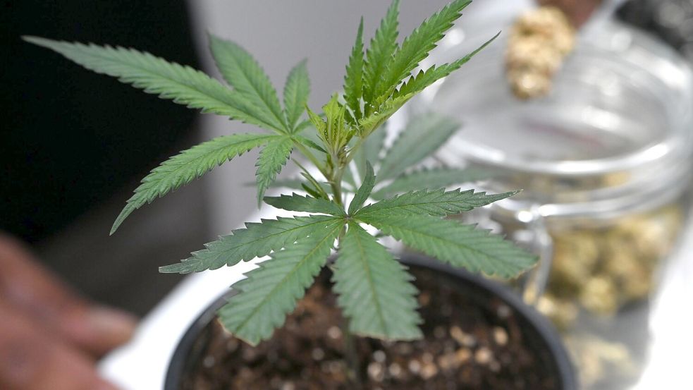 Ob frisch oder getrocknet: Cannabis stand im Mittelpunkt der Messe Mary Jane. (Archivbild) Foto: Michael Brandt/dpa