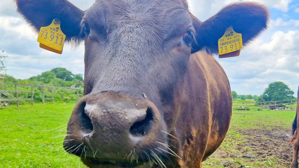 Wagyu-Rinder zeichnen sich durch ihr ruhiges Gemüt aus. Als Kälber können sie aber auch ganz schön eigen sein. Foto: Tatjana Gettkowski