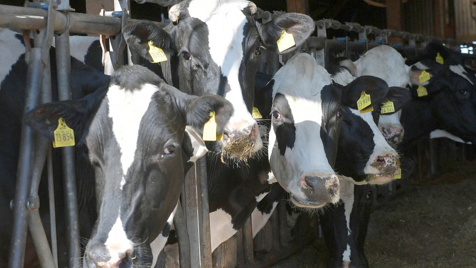 Die Schwarz-bunten und die Wagyu-Rinder verstehen sich. Foto: Klaus Ortgies