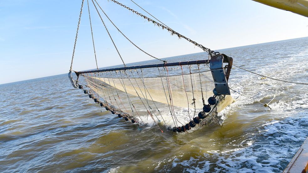 Wird es in der nächsten Krabbensaison vollere Netze geben? Die Chancen dafür stehen gut. Foto: Heinz Wagenaar/Archiv