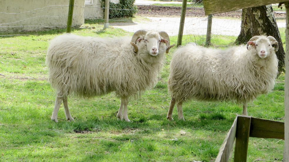 Die Heidschnucken des Moormuseums.